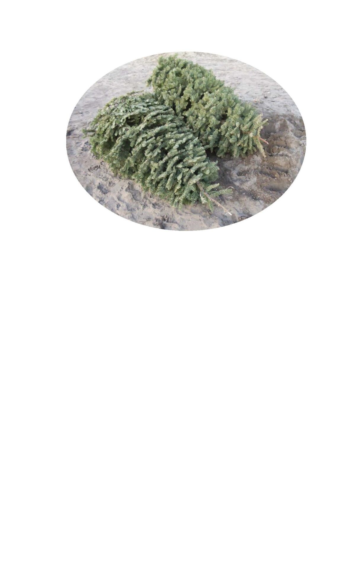 Christmas Tree Collection Borough of Bellefonte